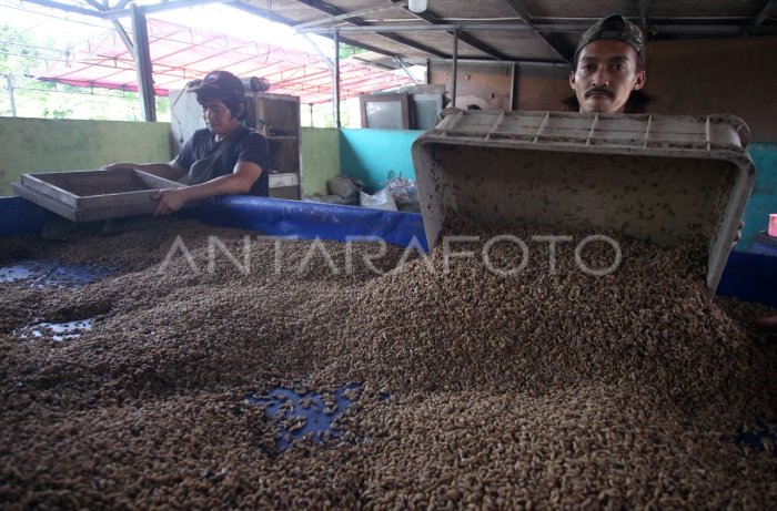 BUDIDAYA MAGGOT UNTUK KEBUTUHAN PAKAN TERNAK | ANTARA Foto BUDIDAYA MAGGOT UNTUK KEBUTUHAN PAKAN TERNAK | ANTARA Foto