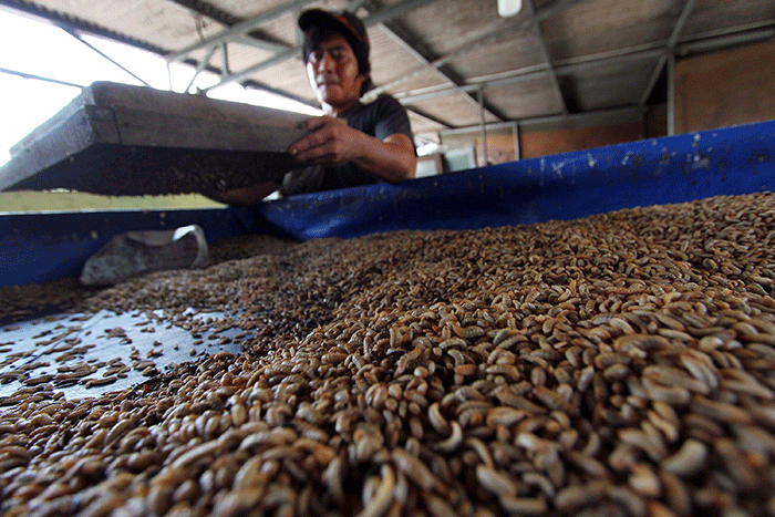 Cara Ternak Maggot BSF untuk Pakan Ayam Alternatif - Penaseo Cara Ternak Maggot BSF untuk Pakan Ayam Alternatif - Penaseo