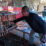 Cara Mudah Budidaya Maggot di Rumah bagi Pemula, Tanpa Bau dan Hasilkan ...