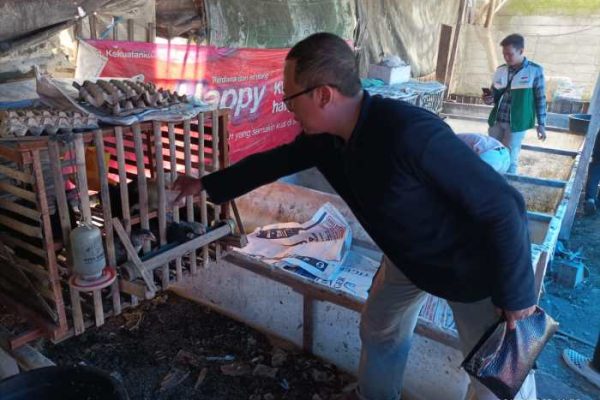 Cara Mudah Budidaya Maggot di Rumah bagi Pemula, Tanpa Bau dan Hasilkan ...