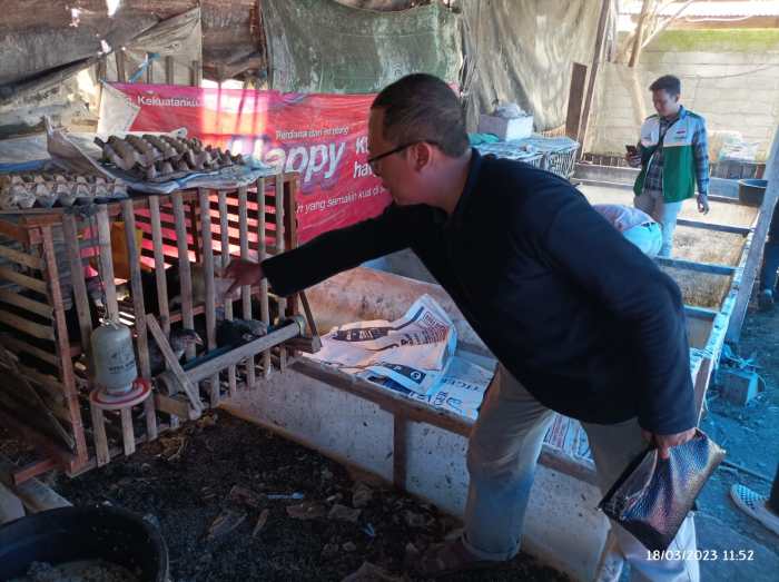 Cara Mudah Budidaya Maggot di Rumah bagi Pemula, Tanpa Bau dan Hasilkan ... Cara Mudah Budidaya Maggot di Rumah bagi Pemula, Tanpa Bau dan Hasilkan ...