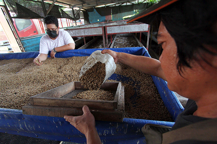 Kenalan Lebih Dekat Dengan Maggot Kenalan Lebih Dekat Dengan Maggot