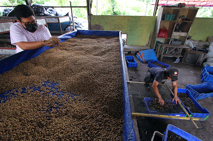 Pelatihan Budidaya Maggot dan Pembuatan Eco Enzyme di Pondok Pesantren ... Budidaya maggot pemula di Labuhan Haji Barat Aceh Selatan