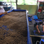 Budidaya maggot pemula di Sawang Aceh Selatan