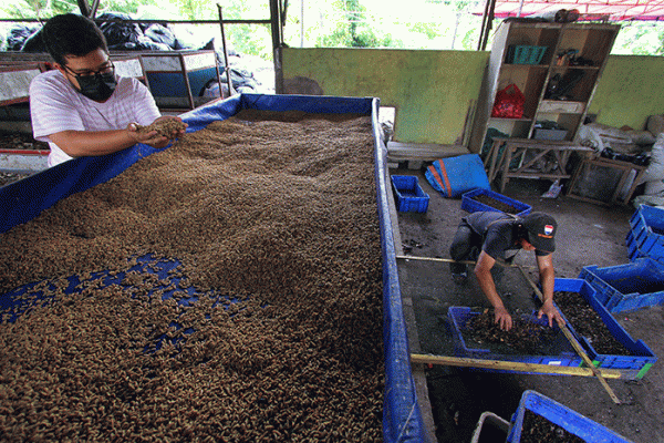 Budidaya maggot pemula di Sawang Aceh Selatan