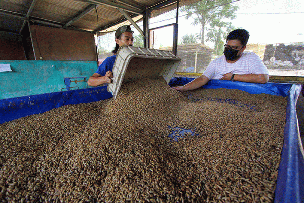 Melihat Budidaya Maggot untuk Kebutuhan Pakan Ternak di Tangerang Selatan