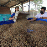 Ternak maggot di Air Rami, Muko Muko