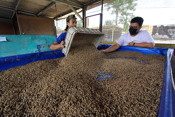 Ternak maggot di Talo, Seluma