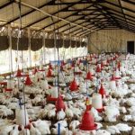 Cara Merawat Ayam Broiler: Panduan Komprehensif untuk Pemula - Ayam Hias