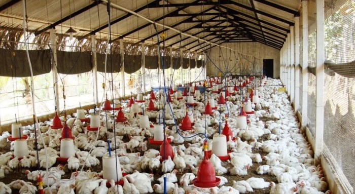 Kandang dan Alat Yang Baik Usaha Budidaya Ayam Broiler - Budidaya Usaha