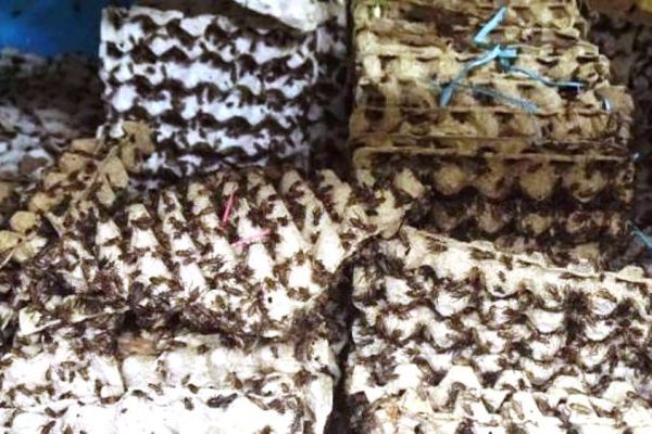 Ternak jangkrik di Madat, Aceh Timur