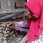 Bisnis Ternak Jangkrik dan Cara Memulainya - KARGOKU.ID