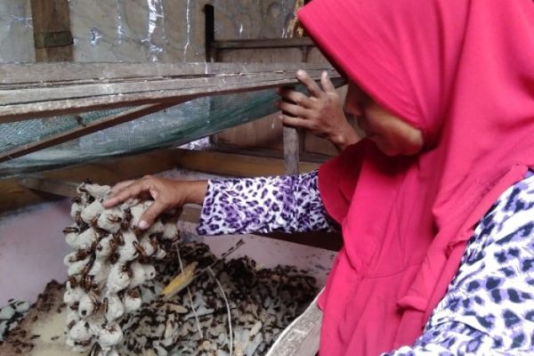 Bisnis Ternak Jangkrik dan Cara Memulainya - KARGOKU.ID