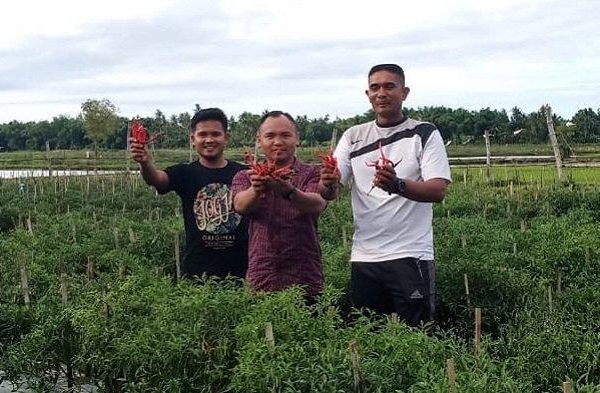 Budidaya Jangkrik Sebagai Pakan Ternak Untuk Pemula