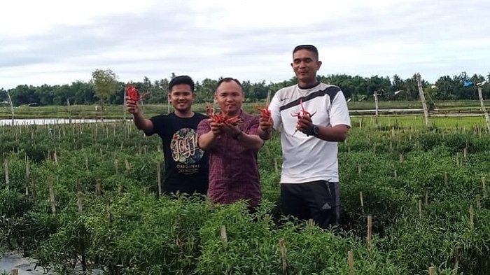 Budidaya Jangkrik Sebagai Pakan Ternak Untuk Pemula Budidaya Jangkrik Sebagai Pakan Ternak Untuk Pemula