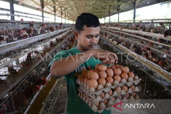 Pemprov subsidi ongkos angkut bahan pokok ke Aceh untuk tekan inflasi ...
