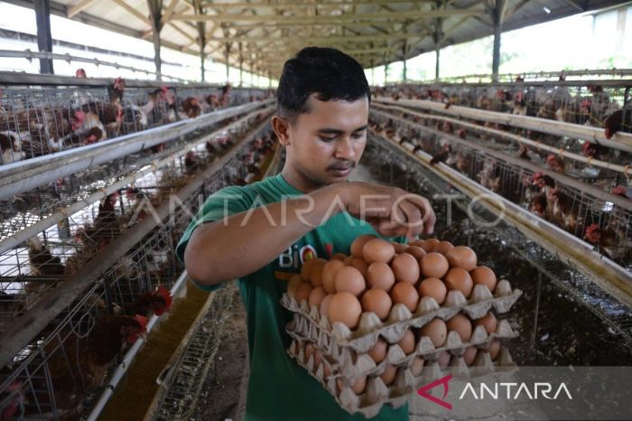 BUDIDAYA AYAM KAMPUNG PETELUR | ANTARA Foto BUDIDAYA AYAM KAMPUNG PETELUR | ANTARA Foto