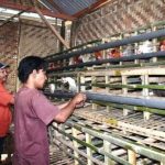 Beternak ayam di pekarangan rumah di Kuta Alam Kota Banda Aceh