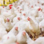 Budidaya ayam broiler di Amen, Lebong