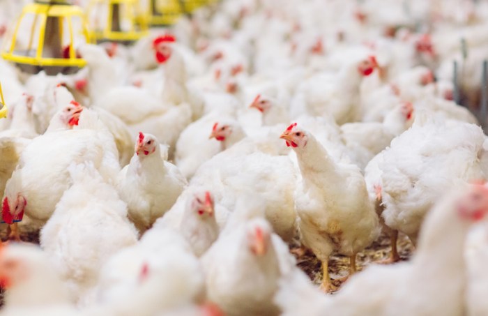 Panduan Lengkap Ayam Broiler 2025 - vet.aksi.co Budidaya ayam broiler di V Koto, Muko Muko