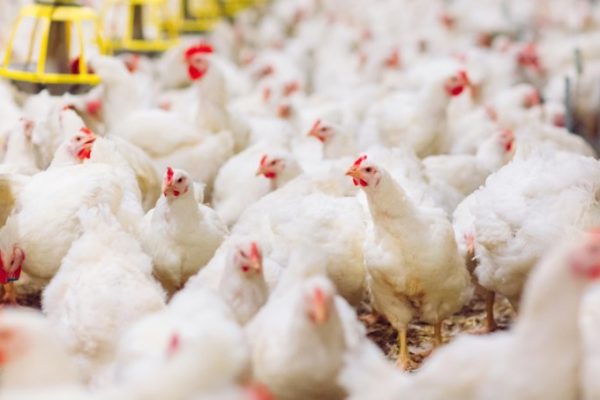 Budidaya ayam broiler di Air Napal, Bengkulu Utara