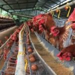 Beternak ayam di pekarangan rumah di Jangka Bireuen