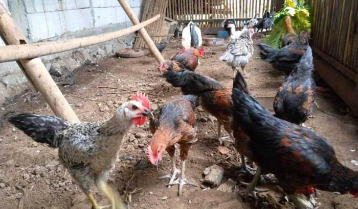 Cara Ternak Ayam Kampung Untuk Pemula, Modal Minim Untung Besar Peternakan ayam kampung di Babul Rahmah, Aceh Tenggara