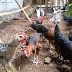 Ternak ayam kampung umbaran di Pasie Raja Aceh Selatan