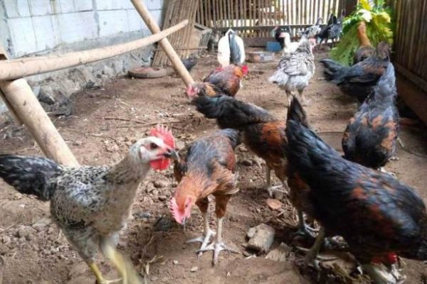 Ternak ayam kampung umbaran di Pasie Raja Aceh Selatan