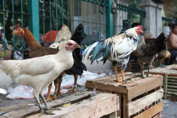 Untung Menggiurkan! Inilah Cara Ternak Ayam Kampung Mudah Bagi Pemula ...