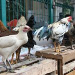 Ternak ayam kampung pemula di Air Napal, Bengkulu Utara