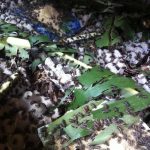 Cara Ternak Jangkrik Mudah – Budidaya Jangkrik | Beternak Jangkrik ...