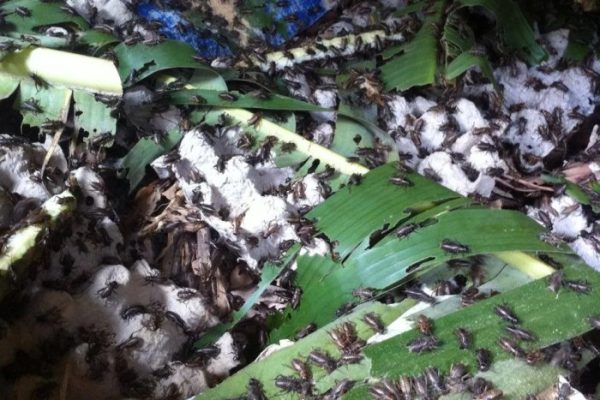 Cara Ternak Jangkrik Mudah – Budidaya Jangkrik | Beternak Jangkrik ...