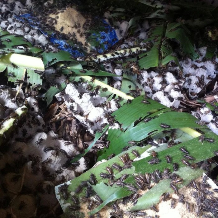 Cara Ternak Jangkrik Mudah – Budidaya Jangkrik | Beternak Jangkrik ... Cara Ternak Jangkrik Mudah – Budidaya Jangkrik | Beternak Jangkrik ...