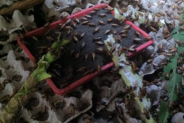 Ternak jangkrik di Idi Timur, Aceh Timur