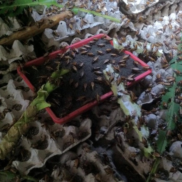 30 Ekor Gajah Liar Rusak Tanaman Sawit dan Pisang di Ranto Peureulak 30 Ekor Gajah Liar Rusak Tanaman Sawit dan Pisang di Ranto Peureulak