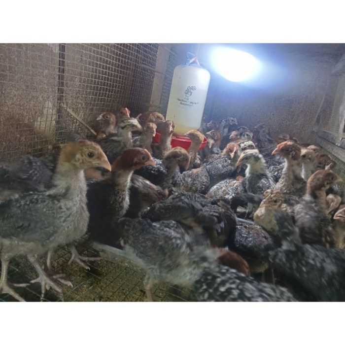 Jual Ayam Arab Siap Telur WA 085655281114 - YouTube Ayam arab di Pematang Sawa, Tanggamus