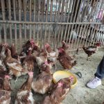 Ayam merah petelur di Sukadana, Lampung Timur