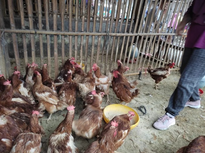 Jual AYAM MERAH PETELUR JUMBO SEGAR | Shopee Indonesia Jual AYAM MERAH PETELUR JUMBO SEGAR | Shopee Indonesia