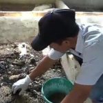 Cara Budidaya Maggot BSF - Petani Digital