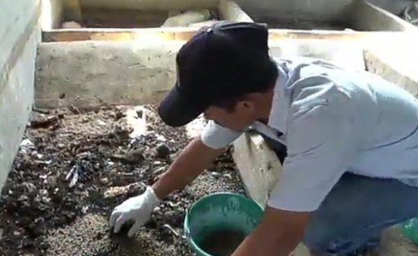 Cara Budidaya Maggot BSF - Petani Digital