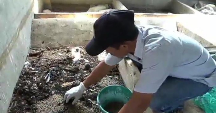 Cara Budidaya Maggot BSF - Petani Digital Cara Budidaya Maggot BSF - Petani Digital