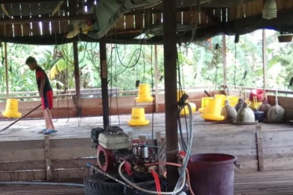 Peternakan ayam kampung di Paguyangan, Brebes