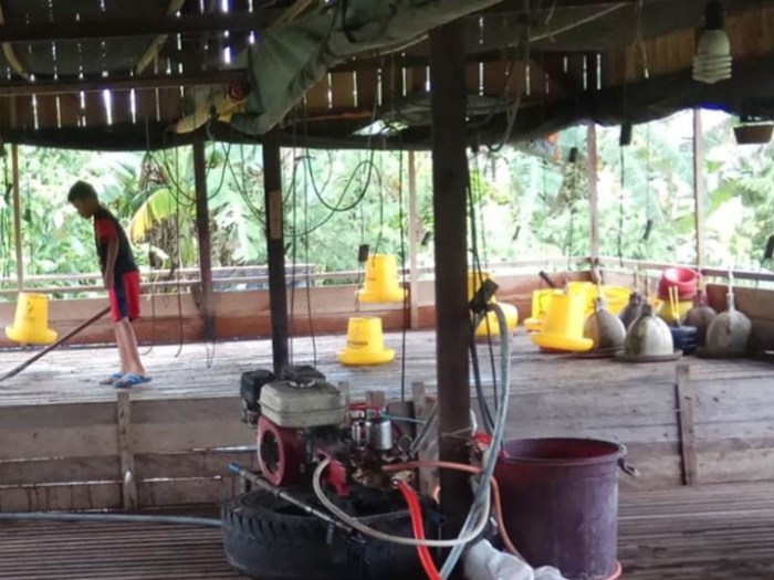 Peternakan ayam kampung di Paguyangan, Brebes