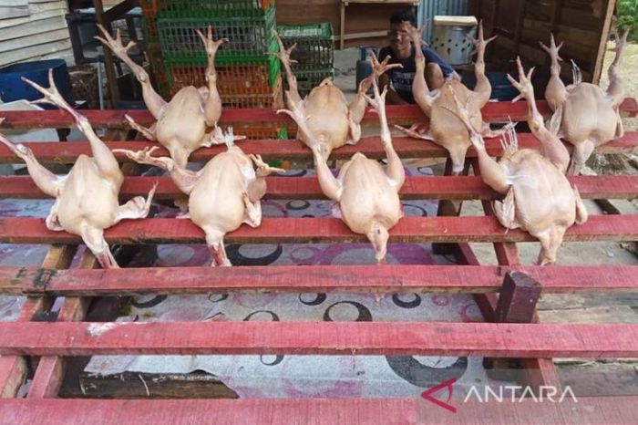 Harga daging ayam di Banda Aceh naik - ANTARA News Aceh