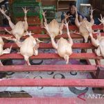 Harga daging ayam di Banda Aceh naik - ANTARA News Aceh