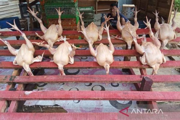 Harga daging ayam di Banda Aceh naik - ANTARA News Aceh