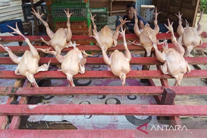 Harga daging ayam di Banda Aceh naik - ANTARA News Aceh