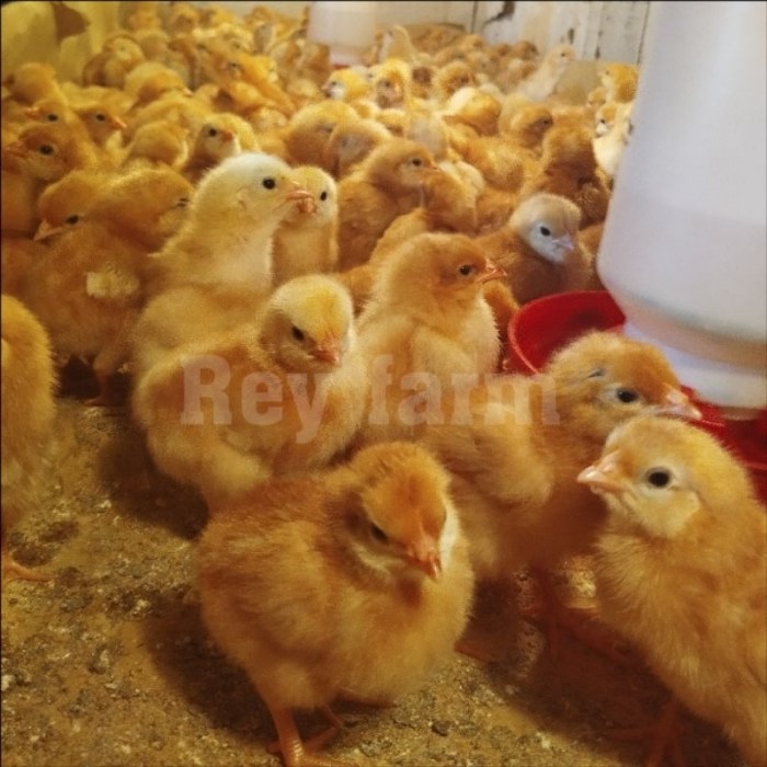 Ayam Pullet Petelur Harga Terjangkau 085293923477