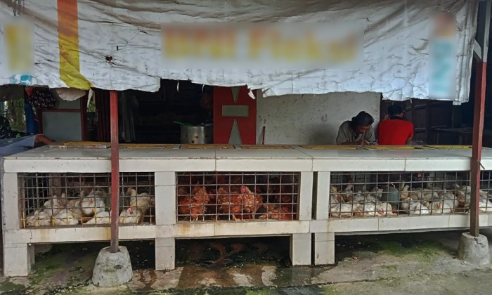 Gowa Jadi Lokasi Pengembangan Peternakan Ayam Broiler - Bonepos.com
